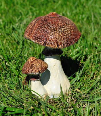 sadovaya-figura-grib-zontik-93504556167271